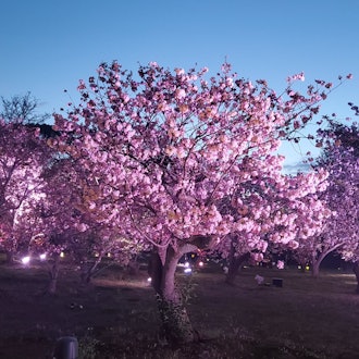 [이미지1]나는 벚꽃 시즌을 좋아한다 ♡