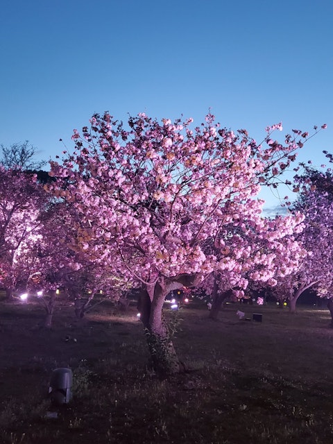 [Image1]I like ♡ the cherry blossom season
