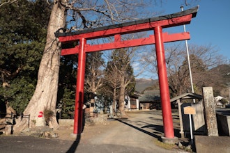 [Image1]Ukusu Shrine - Shizuoka Prefecture Tangible Cultural Property DesignationIt is said that the place n