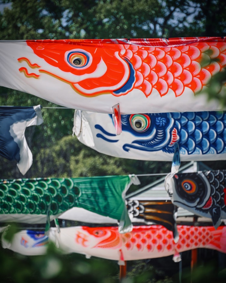 [相片1]三原八幡宮， 廣島（廣島推薦景點）#三原八幡宮 👈 @miharahachimangu.官方 今天是兒童節，所以這是一個美妙的神社，在錦鯉縣游泳🎏有很多鯉📸魚飄帶。