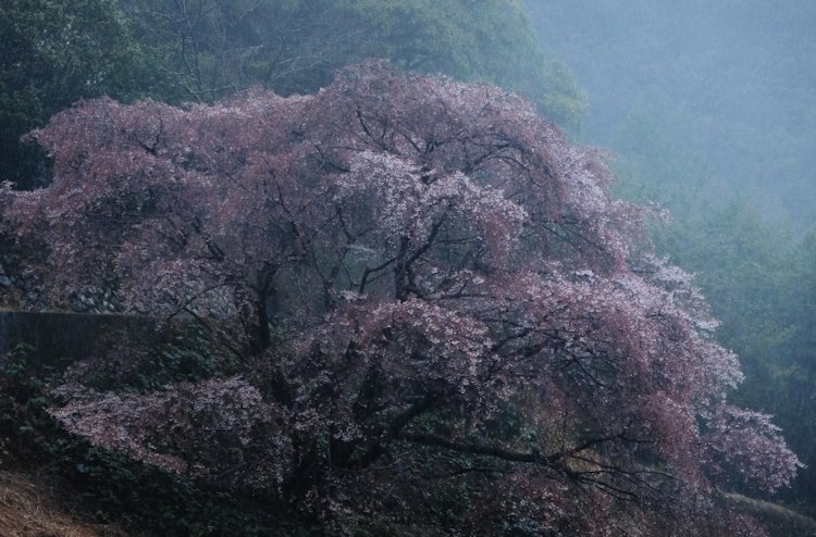 [相片1]熊野櫻花作為野生櫻花樹，100年來首次被認定為新物種。 它的顏色比山櫻桃深。 照片中的熊野櫻花是一棵盛開在小澤川礦區的古樹。 今天早上我冒著瓢潑大雨出去拍攝，但花朵已經到了最後階段。 但是在雨中冒煙的