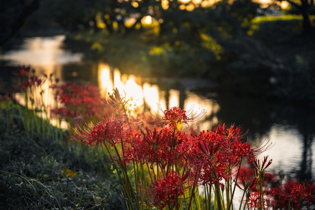 [画像1]大口町五条川で撮影した秋の始まり。夕陽に染まる彼岸花、輝きがでてなおヨシ。大口町五条川の彼岸花は、秋の風物詩として知られています。 毎年9月下旬から10月上旬にかけて、川沿いの約2キロメートルにわたっ