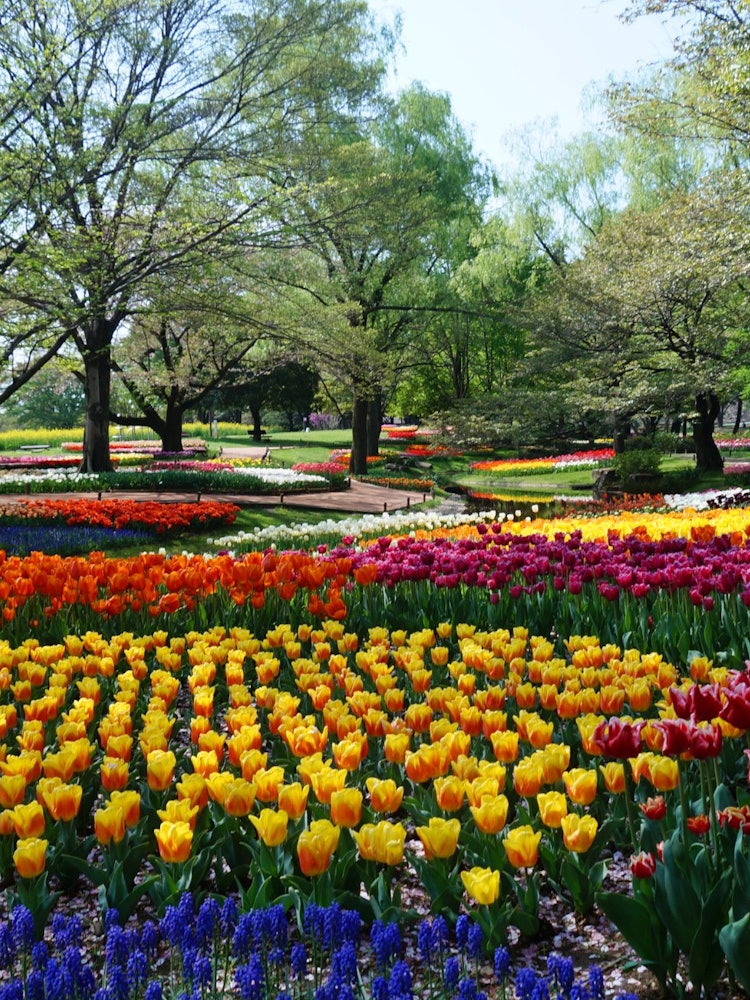 [画像1]東京都立川市 昭和記念公園 満開のチューリップのレイアウト美しさに感動します。