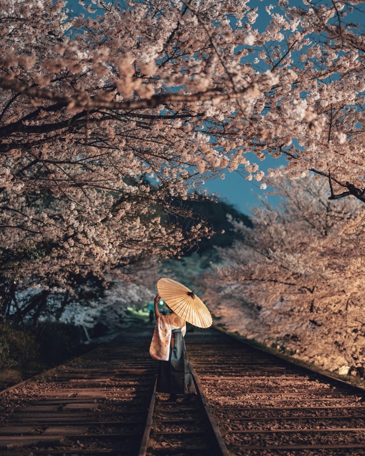 [画像1]京都市、蹴上のインクライン。春の桜は圧巻です。元々は船の運行のための鉄道であり、1891（明治24）から運航し、舟運の衰退とともに1948（昭和23）年に役割を終え、現在はその廃線跡は京都市の文化財に