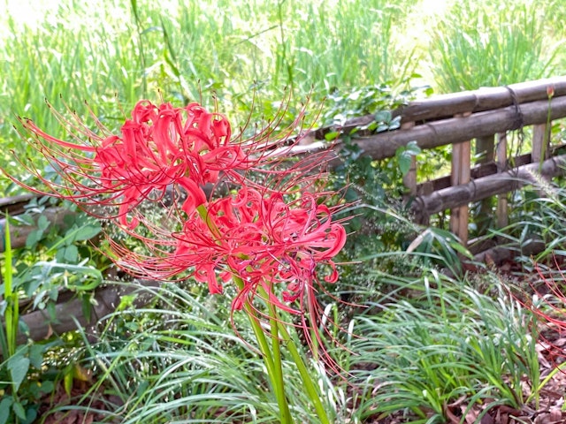 [画像1]【生田緑地】ヒガンバナの開花（お知らせ）ヒガンバナが開花しはじめました。 お天気にもよりますが 2 週間ほど楽しめるのではないかと予想されます。