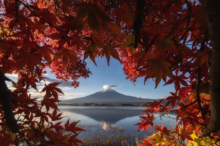 [画像1]日本の象徴といえばこの富士山を思い浮かべる人がほとんどだと思います。 富士山の麓にあるここ河口湖は秋になると湖畔のもみじが赤く色付き、とても美しい紅葉で富士山を縁取ってくれます。