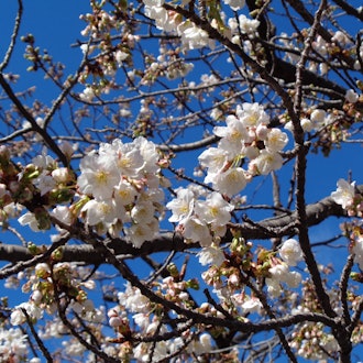[画像2]2/16早咲きの「あたみ桜」が終わり、「オオシマザクラ」が見頃になってきました！海沿いの海浜公園（「マリンスパあたみ」横）で、白い桜が開花しています。
