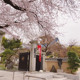 [Image1]【English/Japanese】These are cherry blossoms at Shinshoin, a temple in Nishi-Hachioji. This temple wa