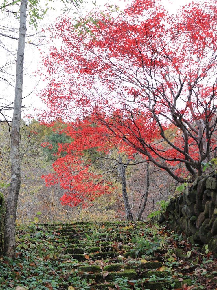 [Image1]The autumn leaves of the charcoal dwelling site of the 