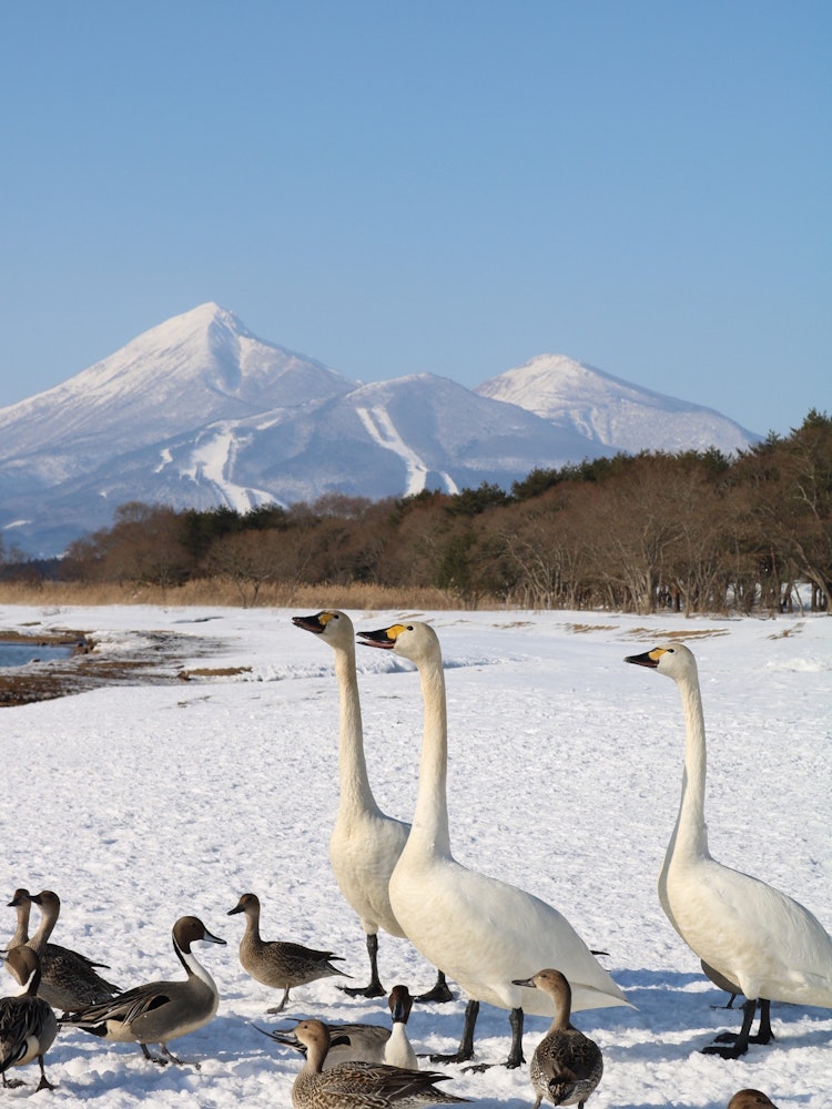 [Image1]Shooting location Tsuboyang Minamihama, Inawashiro Town, Fukushima PrefectureShidahama Three swans s