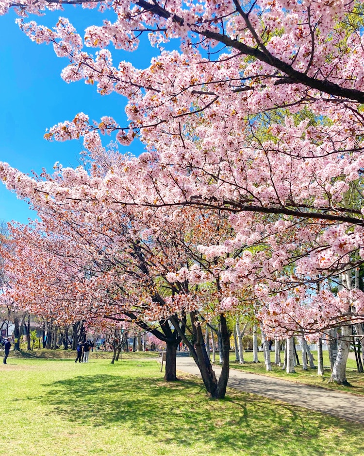 [画像1]発寒河畔公園。見事な桜🌸後ろには白樺の木もあります！この日は天気もすごく良かったです☀️