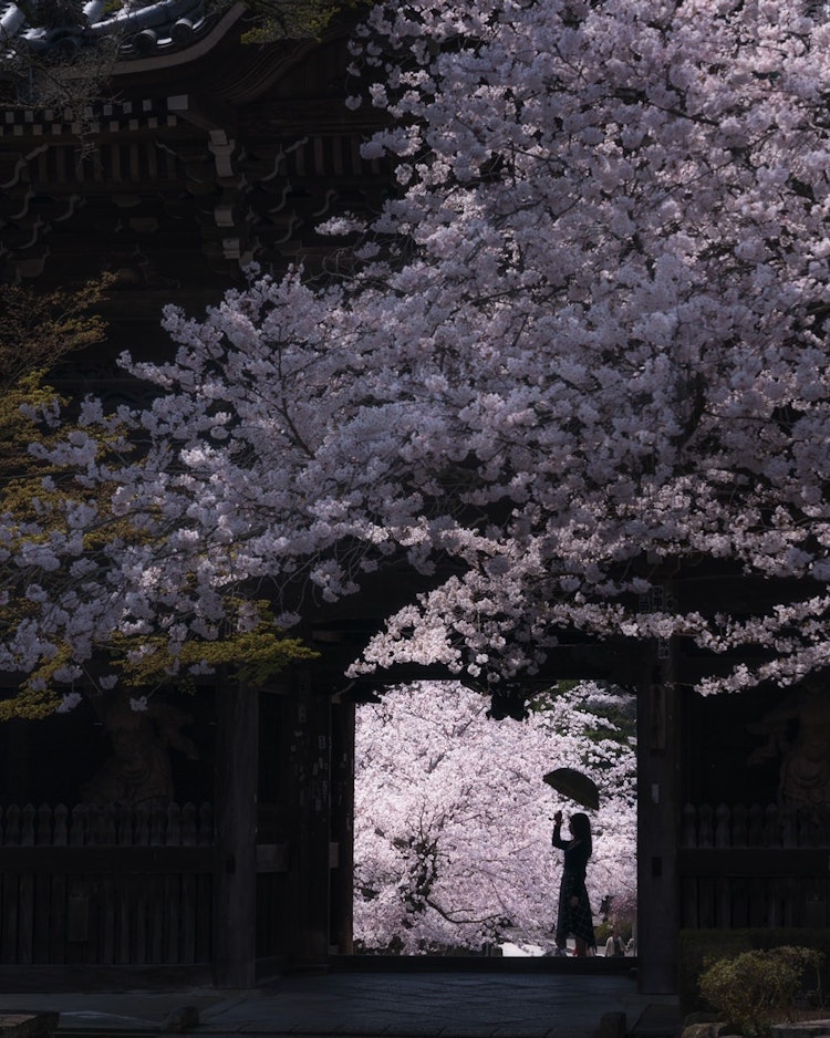 [画像1]和歌山県の粉河寺の桜。山門の前も後ろも桜というとても美しいお寺です。人のシルエットを挟むと非常にドラマチックです。