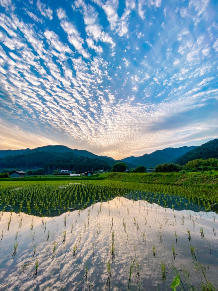 [相片1]這是在京都大原拍攝的一張照片。 鄉村稻田的景色像鏡子一樣倒映著風景和天空，是一流的。 我希望來自海外的人們能夠欣賞到這片風景的美麗。我用了iPhone 11 Pro進行拍攝。
