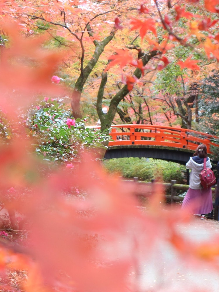 [相片1]北野天滿宮紅葉園紅葉園也很漂亮，秋葉鮮紅得驚人！