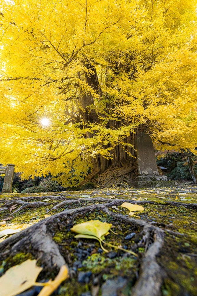 [相片1]拥有700年历史的银杏它位于埼玉县东松山市　　　　　　　　　　“岩传观音”这棵银杏树已有700年的历史，从与地面相连的根部可以感觉到。晚上也会亮灯，所以请参观 😆
