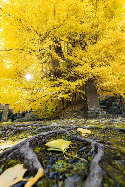 [画像1]７００年の歴史をもつ銀杏こちらは、埼玉県東松山ににある　　　　　　　　　　「岩殿観音」７００年の歴史を持つ銀杏は地面に繋がっている根っこからも感じることができました。夜はライトアップなども行っているの