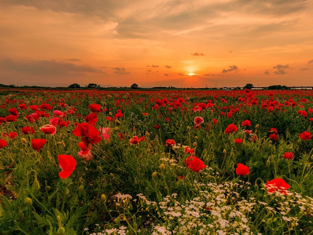 [Image1]Sunset with hazy grass blooming in a poppy field