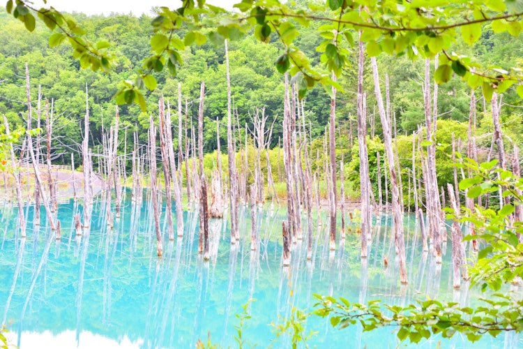 [이미지1]📍 홋카이도 / 푸른 연못Mac의 배경 화면으로도 사용 된 아름다운 코발트 블루 연못입니다 ✨.