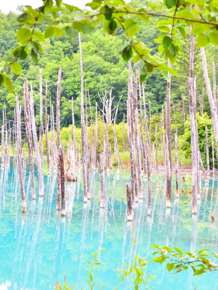 [相片1]📍 北海道 / 青池这是一个✨美丽的钴蓝色池塘，也被用作Mac的墙纸。
