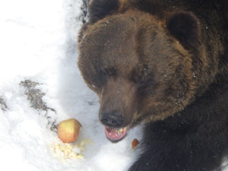 [Image2]Today is Shosuke's birthday 🎂🐻I'm now 🎉 11 years oldI was eating the apples I received from the cust