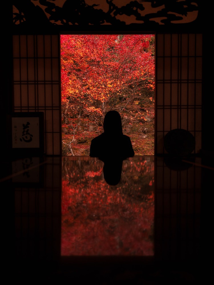 [이미지1]개인적으로 가장 좋아하는 단풍 명소Keinichiji Temple 😌, 효고현 단바시이곳은 잘 알려지지 않은 곳이지만 타지마 안코쿠젠 사원과 비슷하고, 무엇보다 상주 승려의 환대와