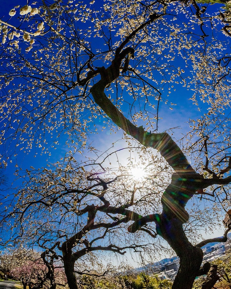 [이미지1]오카야마시의 한다야마 식물원에는 가지가 처진 큰 매화나무가 있어 만개하면 매우 아름답습니다.