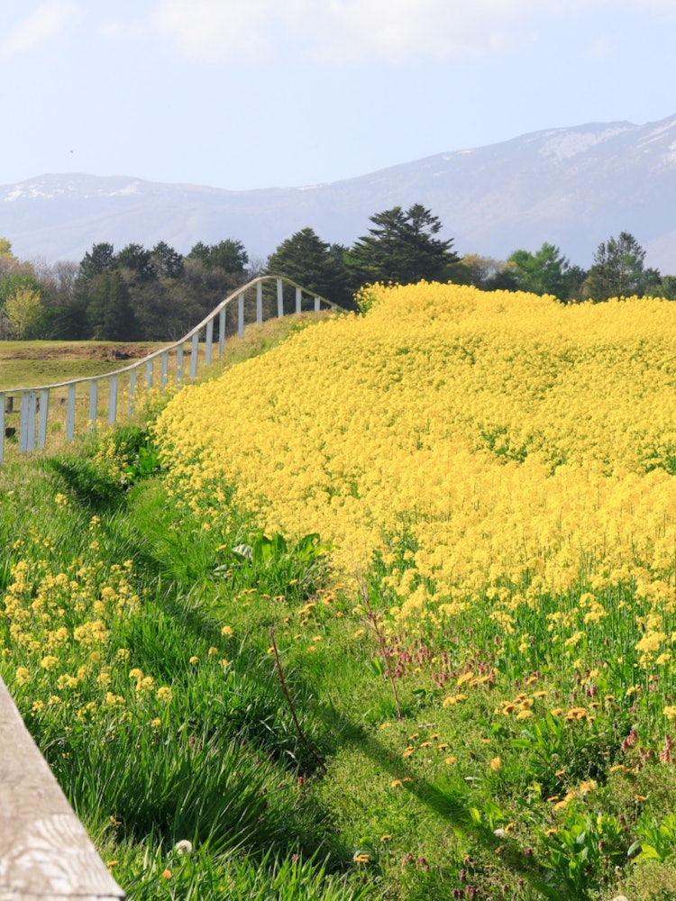 [Image1]This is a photo of the rape flower field at Koiwai Farm in Iwate Prefecture. The back of the woman g