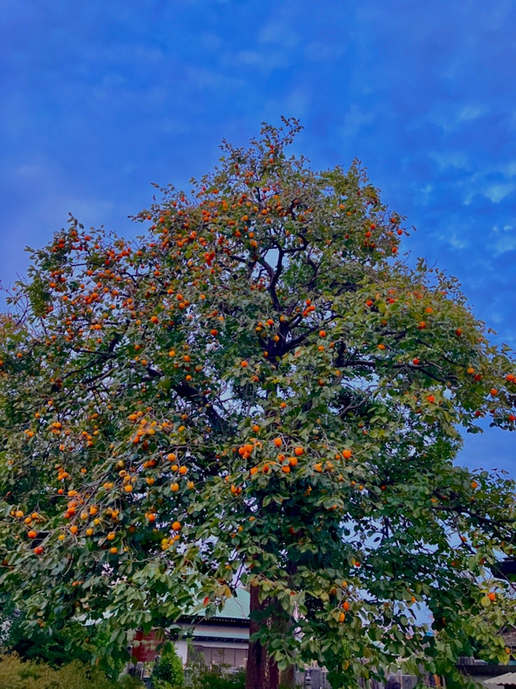 [Image1]When I was walking, I suddenly looked up and saw a persimmon tree 🌲.Speaking of autumn, 