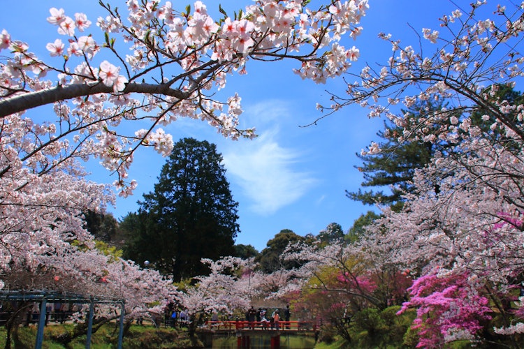 [画像1]三重県津市の『偕楽公園』での一枚。今年は暖かい日が続いたので、開花が早いだろうと思っていたけど、急に寒くなったことから開花予想も大きくズレてしまってヤキモキしたサクラの開花でした。雨が続く中で一日だけ