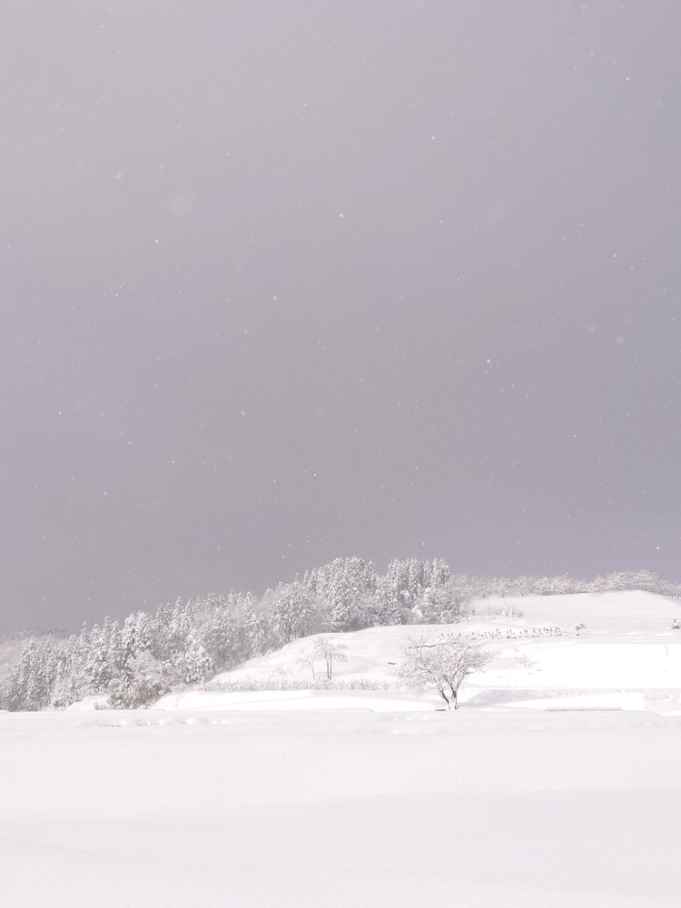 [이미지1]흰색 음영오늘 도야마에서 찍은 사진.