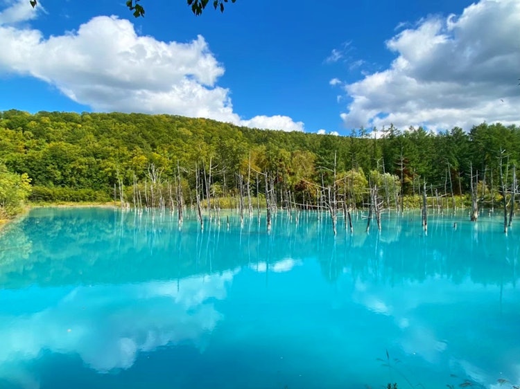 [相片1]這是北海道美瑛的白金青池。在陽光明媚的日子里看到這個地方真的很好。倒映著藍天藍色的藍色池塘真是太美了。