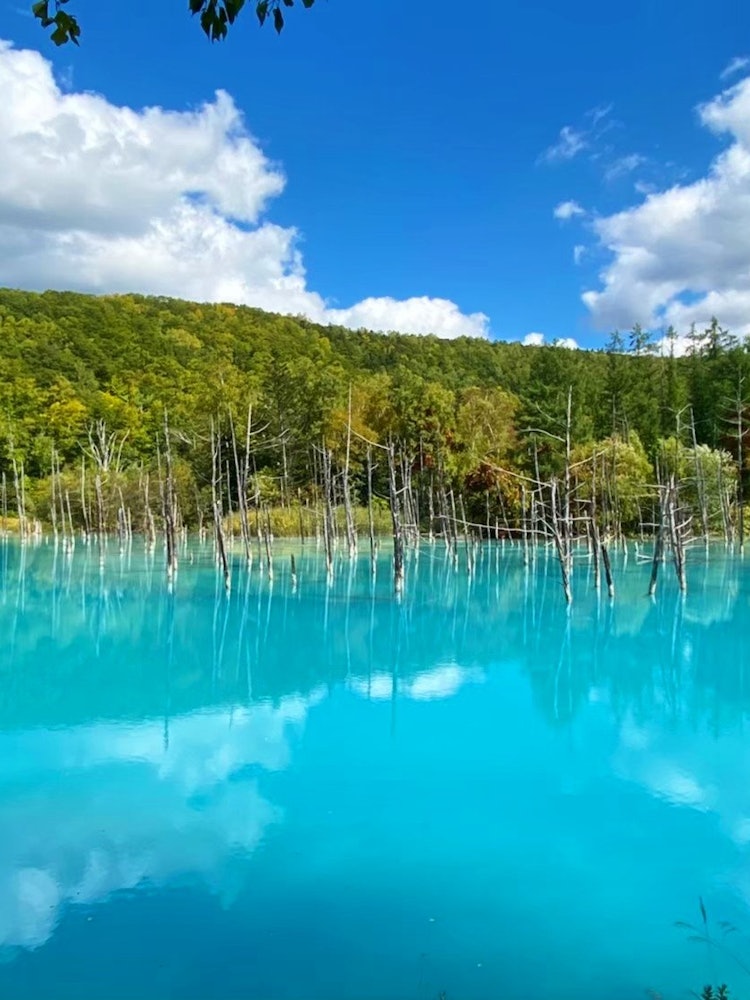 [画像1]北海道美瑛市にある白金青い池です。晴れた日にこの場所を見るのは本当にうれしいです。青空を映す青い池が綺麗です。