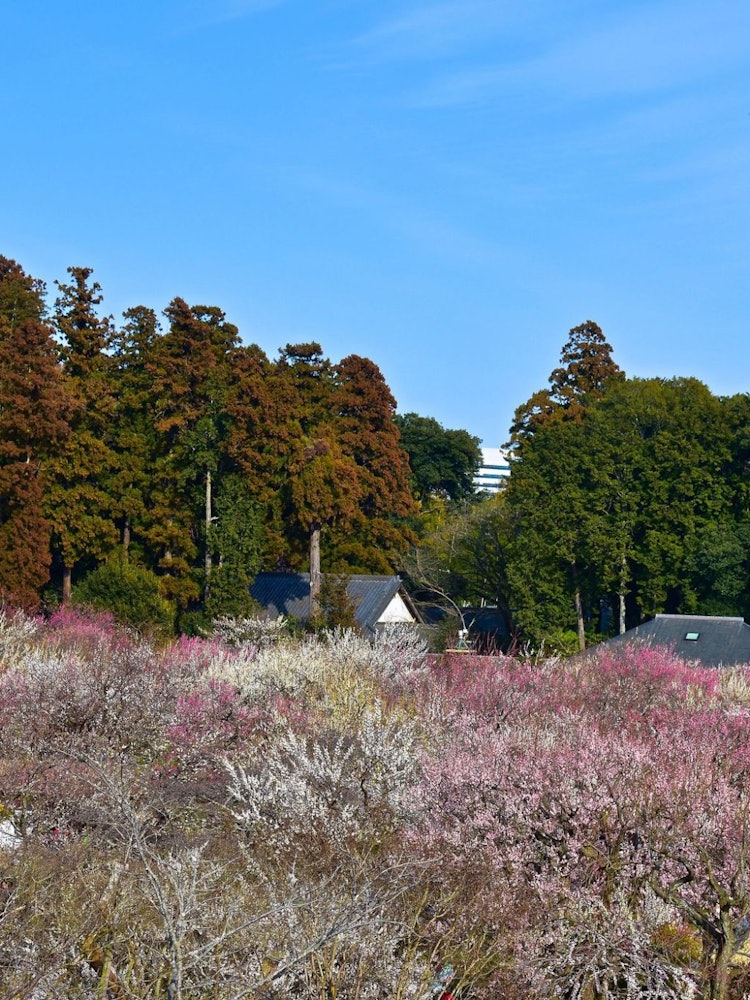 [Image1]The Plum Blossom Festival is now in progress at Kairakeun, one of Japan's three great gardens. About