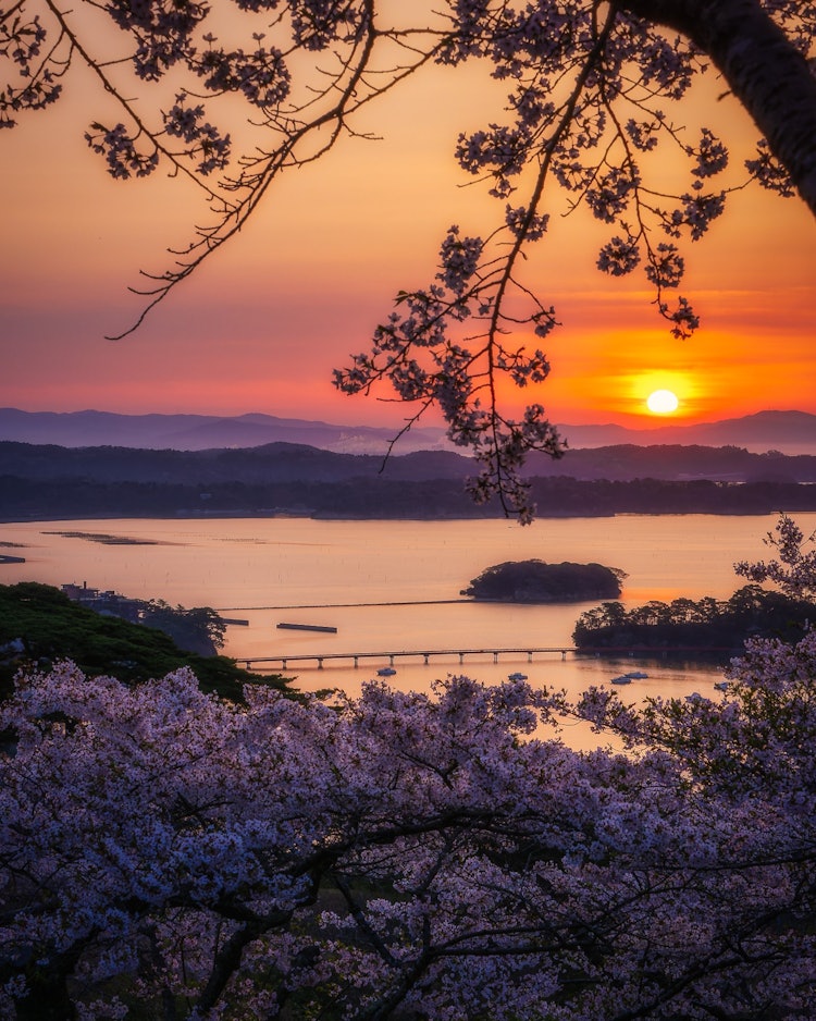 [이미지1]벚꽃과 마쓰시마만을 내려다볼 수 있는 '서선 소나무 공원'에서 바라보는 풍경입니다.특히 일출의 벚꽃이 너무 아름다워서 한숨을 쉬었습니다.