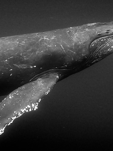[이미지1]2월의 아마미오시마. 번식하고 새끼를 키우기 위해 남쪽으로 여행한 혹등고래와 함께 수영하세요. 자연의 일부가 되는 순간은 감정 그 자체입니다. 큰 몸과 부드러운 눈을 가진 혹등고래