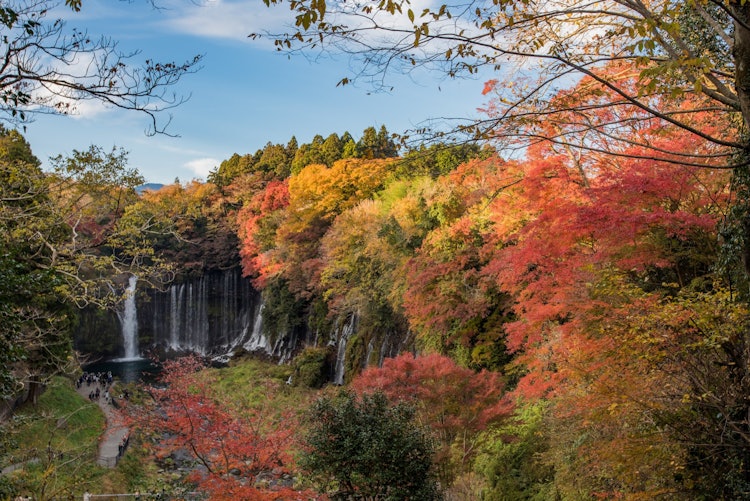 [Image1]I think Shiraito Falls is most beautiful during the autumn foliage season.