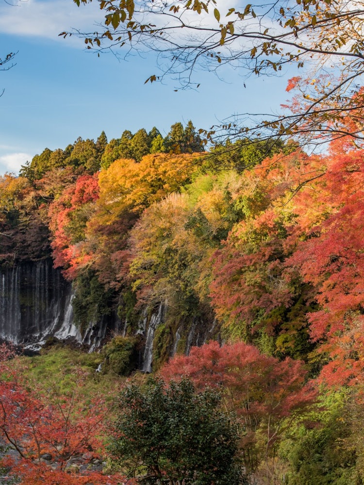 [Image1]I think Shiraito Falls is most beautiful during the autumn foliage season.