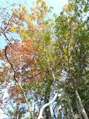 [相片2]秋天的長野是個好地方！為什麼不在店前的小紅葉、黃色的行道樹和自己喜歡的風景周圍漫步呢？ 同時，我們將在善光寺前門町的「八幡磯五郎」製作原創的My Shichimi，並在餐桌也變色時生產秋天！