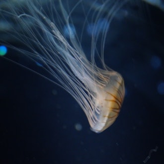 [Image1]I went 🙌🏻🙌🏻 to KaiyukanThe jellyfish were 💞 very beautiful.