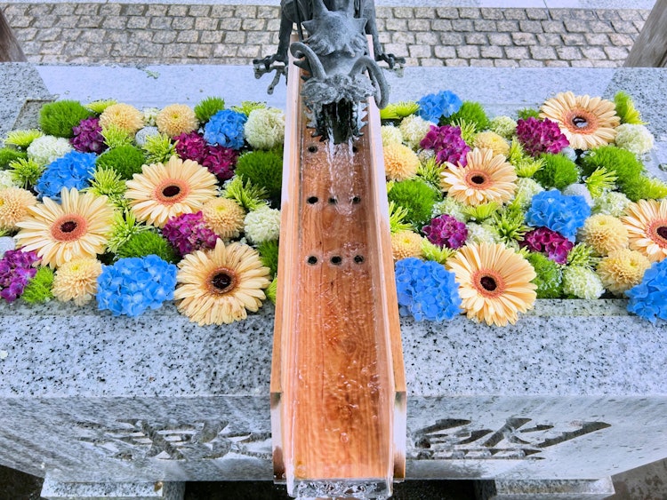 [相片1]当我今天向川越八幡宫祠堂祈祷时，绣球花被添加到花手水中。