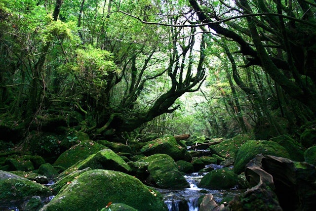 [Image1]屋久島の白谷雲水峡で撮った大自然の一枚。苔の緑、木の緑、小川、光の入り方、全てが美しい