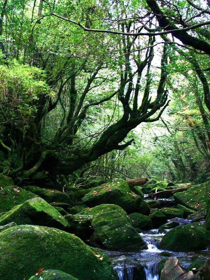[Image1]A photo of nature taken in Shiratani Unsuikyo on Yakushima. The green of the moss, the greenery of t