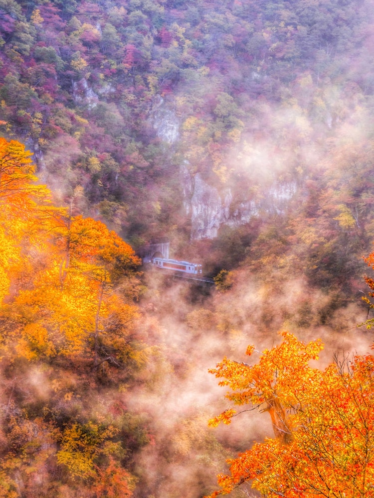 [Image1]Autumn leaves of Naruko Gorge in Miyagi Prefecture× Asahi × train 🚃
