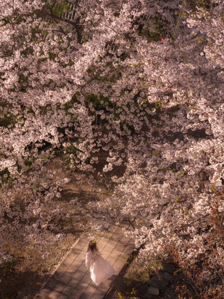 [Image1]One piece at a temple in Wakayama Prefecture.Cherry blossoms bloom as if covering the approach,When 