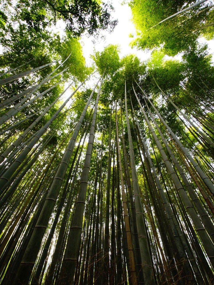[相片1]這張照片是用世界上最寬鏡的鏡頭HELIAR-HYPER WIDE 10mm f/5.6 Asphe Filmal拍攝的。地點是京都，嵐山