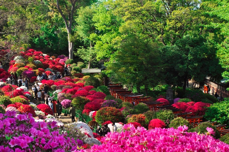 [相片1]根津神社的春天杜鵑花海道（文京區）春天一氣呵成。2021.4.10