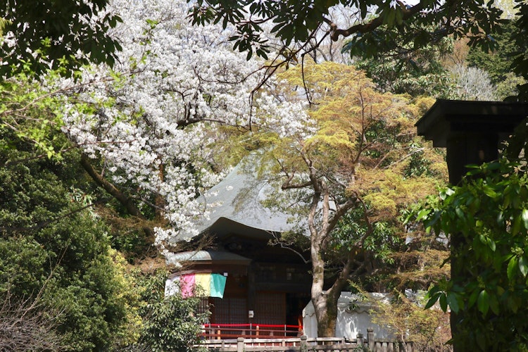 [相片1][拍攝地點]東京都調布市神大寺度假時擠滿了許多遊客。