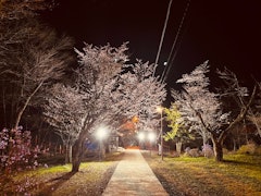 [相片2]早上好！ 🙋‍♀️新得觀光協會。新得山神社的櫻花🌸即將盛開，點燈💡已經開始。從今年開始，我們更換了使用LED的照明，使櫻花在大自然中輕輕🥰地脫穎而出。昨晚開了三部分，有的枝條盛開，有的樹還是硬芽。今天
