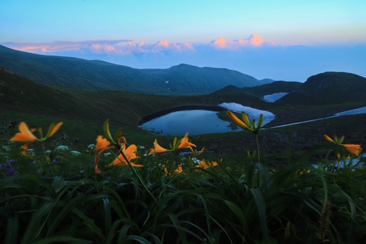 [画像1]秋田県鳥海山の７合目から撮影しました。 ニッコウキスゲの花たちが鳥海湖を見下ろして佇んでいます。 やがてゆっくりと日が暮れていきました。