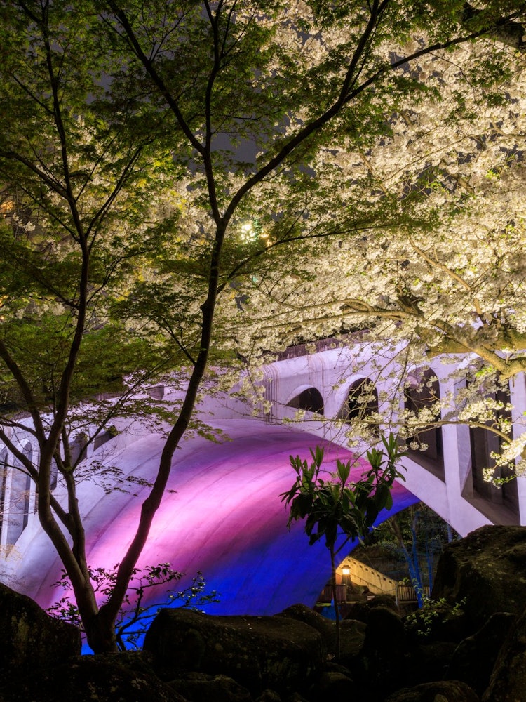 [相片1]这是王子音梨亲水公园樱花的点灯活动。在东京市中心仍然有这样的地方。有些人拉着床单享受宴会。
